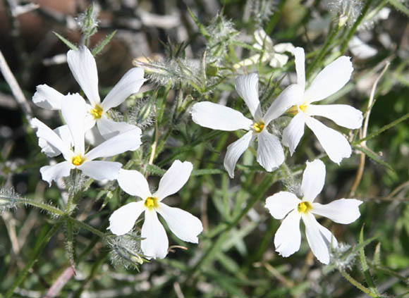  Phlox tenuifolia